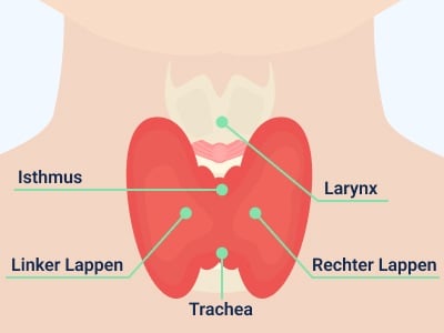 Schematische Darstellung der Schilddrüse im Organsystem
