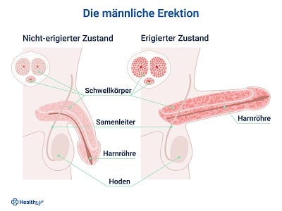 Schematische Darstellung der männlichen Erektion