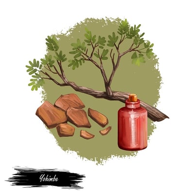  Illustration des Yohimbe-Baums