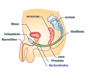 Anatomischer Aufbau des männlichen Beckenbodens