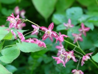 Geiles Ziegenkraut Blumen