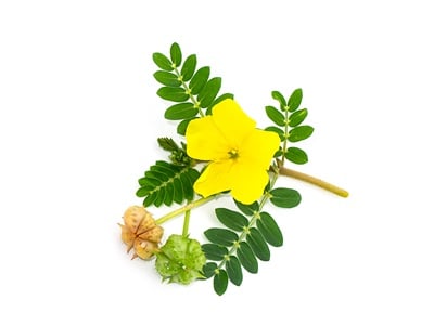 Tribulus Terrestris Blumen