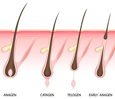 Die Phasen des Lebenszyklus der Haare