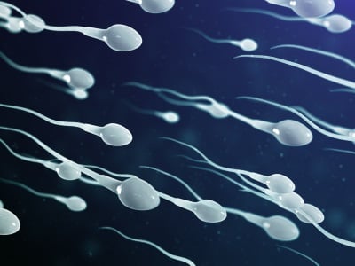 Ein Vektorbild von gesunden Spermien