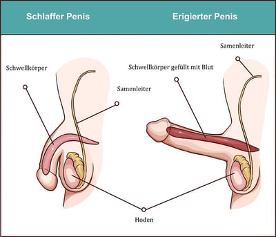 Schematische Darstellung eines Penis und Schwellkörpers