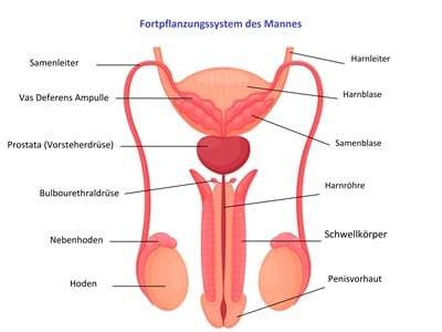 Grafische Darstellung des männlichen Fortpflanzungssystems